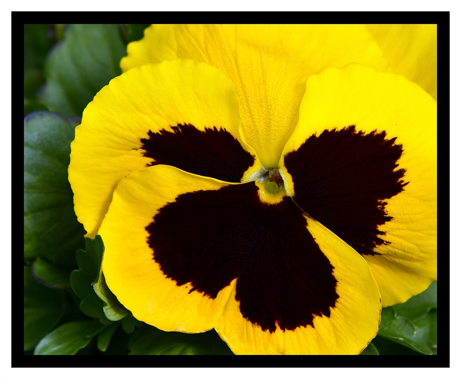 Print In Class A By Debra Meole For SUCH A PANSY MAY-2019.jpg